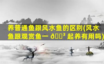 养普通鱼跟风水鱼的区别(风水鱼跟观赏鱼一 🐳 起养有用吗)